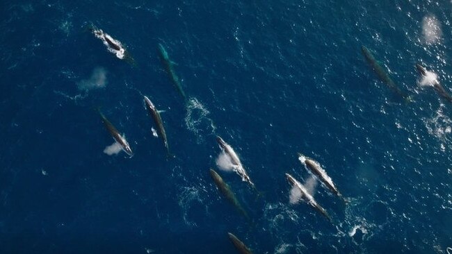 A megapod of fin whale feeding on krill. Picture: Mika Van Der for Sea Shepherd Global