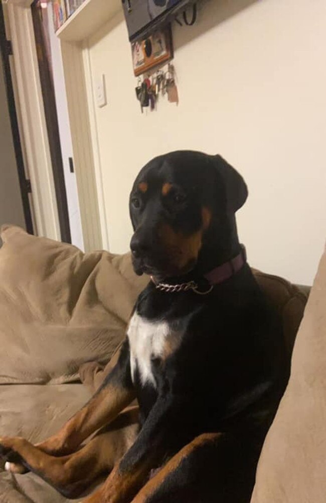 Lady: Summer Ivey's 2 year old Rottweiler x