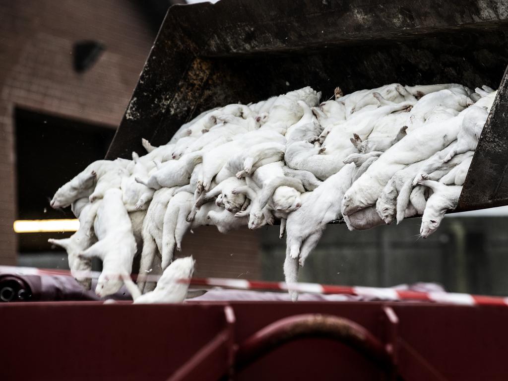 Denmark is one of the biggest exporter of mink. Picture: Mette Moerk / Ritzau Scanpix / AFP