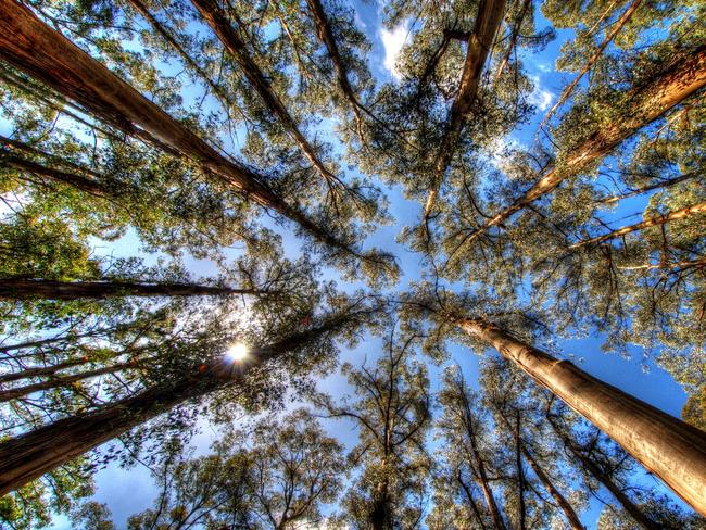 ESCAPE:  C0W4R3 The eucalyptus trees of Sherbrooke Forest, Dandenongs, Victoria Australia Picture: Alamy