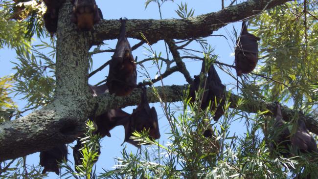 Flying foxes have caused complaints from residents regarding noise and other disturbances.