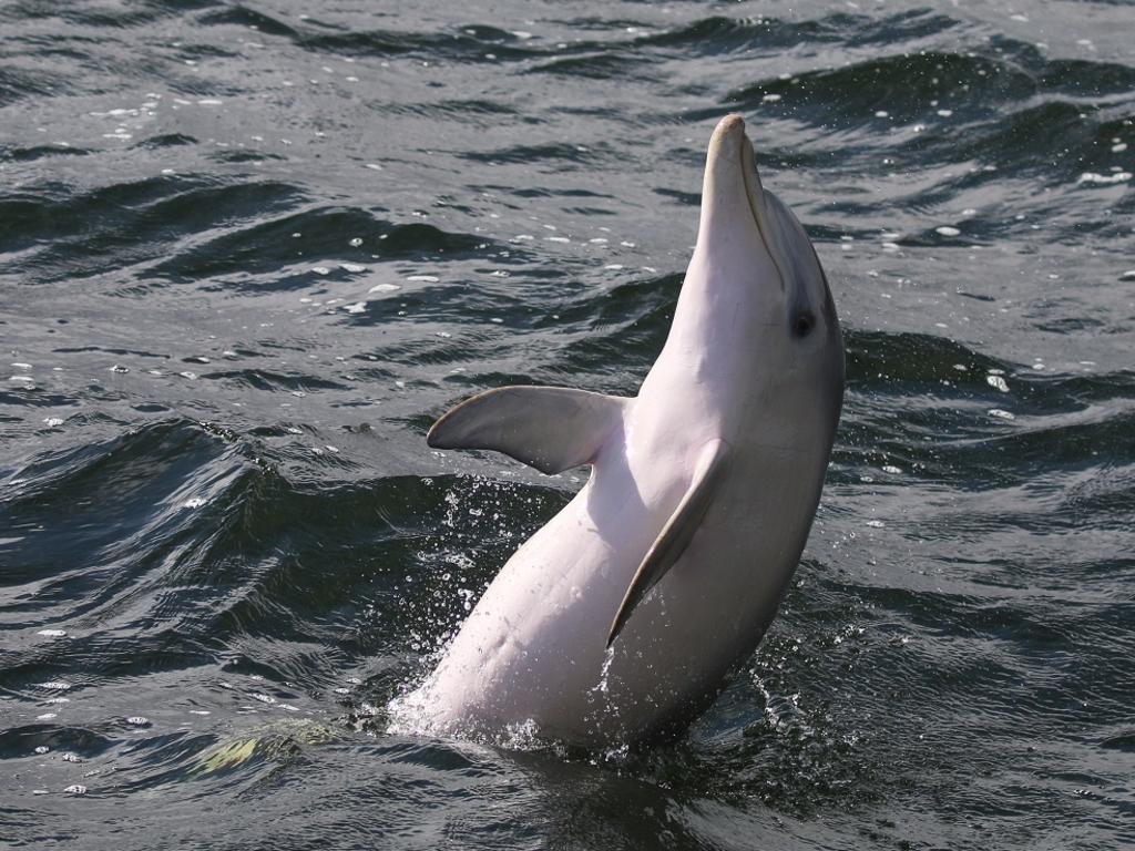 Meet the Port River Dolphins | The Advertiser