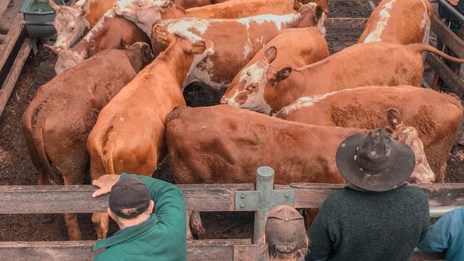 Strong sell: Warrnambool producers took advantage of a ‘super season’ in the region to buy big at last week’s cattle sale. Picture: Madeleine Stuchbery