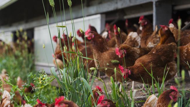 On the rise: Free range egg production is driving a rise in avian influenza outbreaks. Picture: Zoe Phillips / File