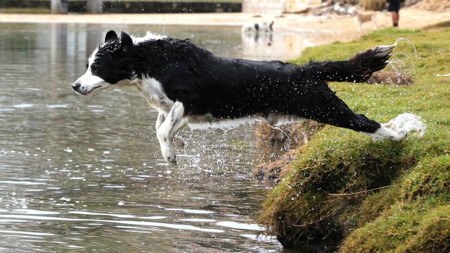 A dog enjoying the lagoon back in 2015