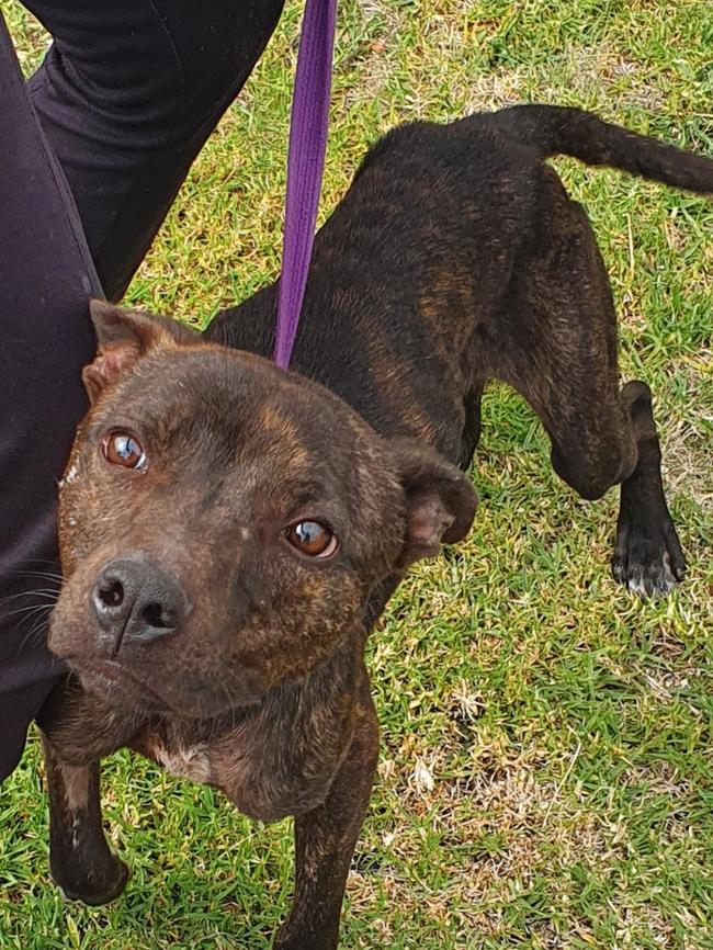 Diesel is among two dogs receiving vet care with RSPCA SA after being seized in Mount Gambier. Picture: South East Animal Welfare League Mount Gambier