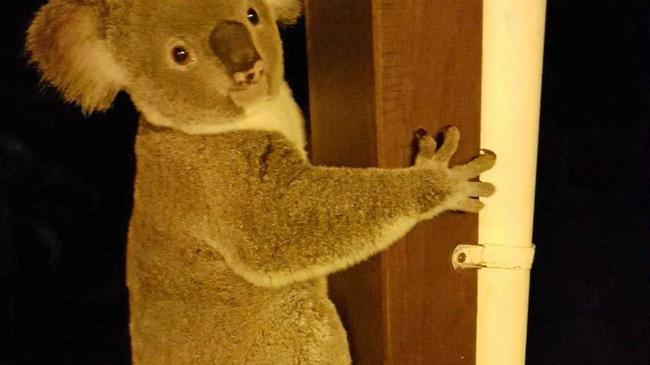 Sitting up like "jackie” the young female koala had climbed up on to the veranda of the high set Palms home.