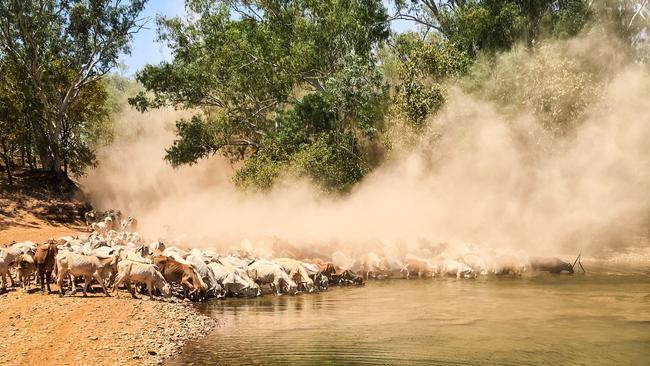 Meg Everett captures beautiful photographs from her life living and working on remote cattle properties and shares them on her Instagram account @m_k_e_photos. Picture: Meg Everett