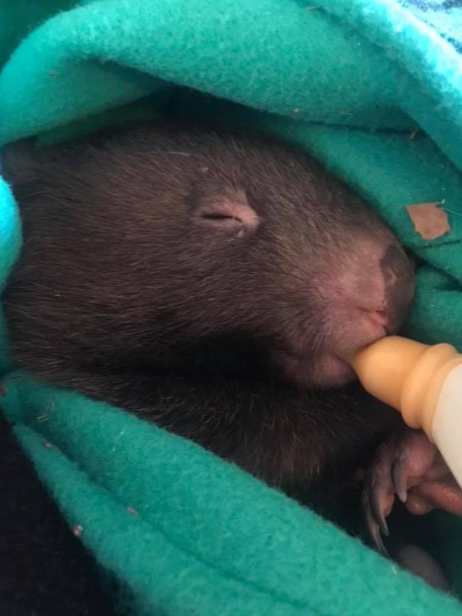 Gilbert the wombat joey was found without his mother by a jogger in an Ivanhoe park. Picture: Wildlife Victoria