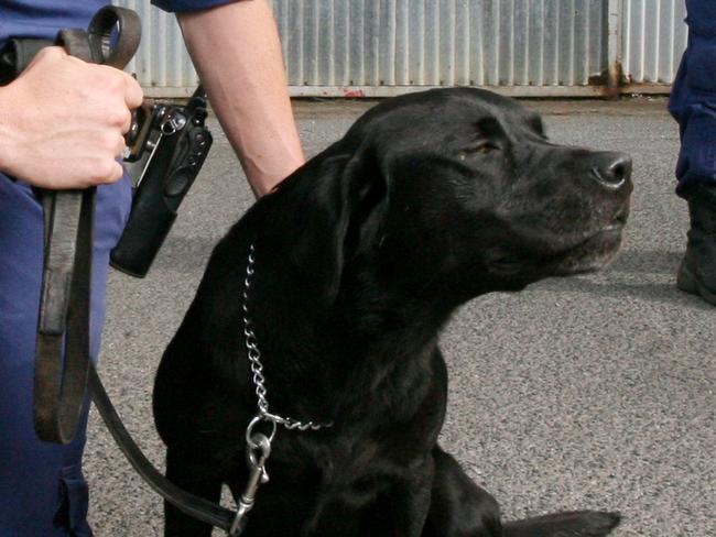 SA Police Dog Operations Unit use drug detection dogs for searches at public events contributing to fewer drugs on the streets of Adelaide. Senior Constable Nic Whiteside and his dog Carli and Senoir Constable Dan Lacey and his dog Tilley.