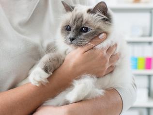 Best and worst pet insurance policies revealed