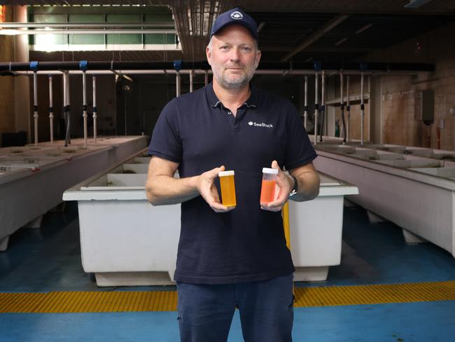 SeaStock managing director Tom Puddy with asparagopsis seaweed that can reduce methane emissions from livestock. Picture: Charlie Peel / The Australian