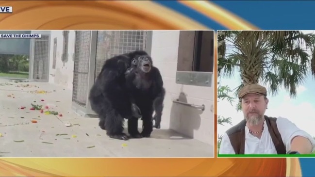 Chimp sees sky for first time after 28 years | The Australian