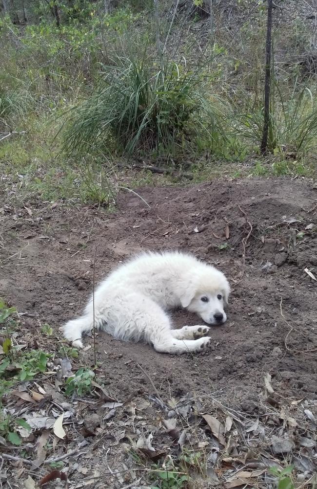 Ted, the 9-week-old maremma puppy refused to leave the grave of Fay the maremma and Tippy the border collie kelpie cross. They were both killed by 1080 in 2020. Picture: Greg Jackson