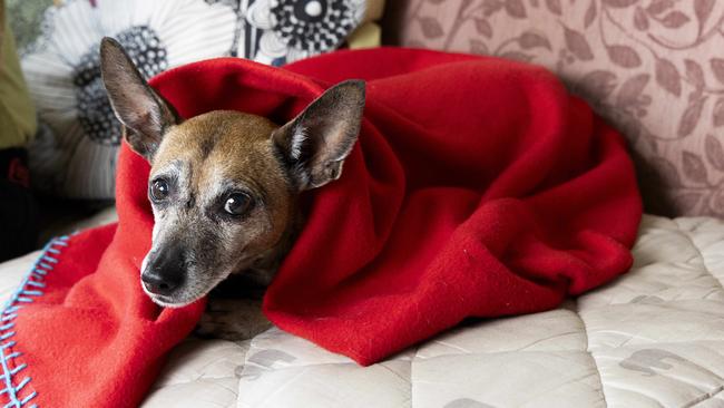 Lily survived the attack. Picture: Richard Walker