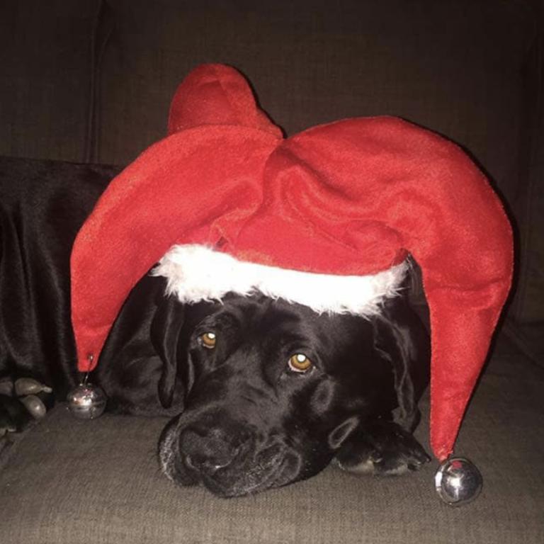 Diesel is unimpressed over getting dressed for Christmas. Picture: Paige Hallinan