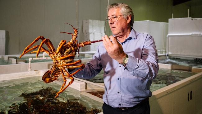 Andrew Ferguson, managing director of Ferguson Australia, a large exporter of South Australian Rock Lobsters. Picture: The Australian/Morgan Sette