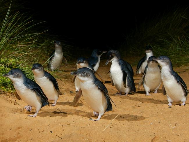 The penguin parade at Phillip Island.