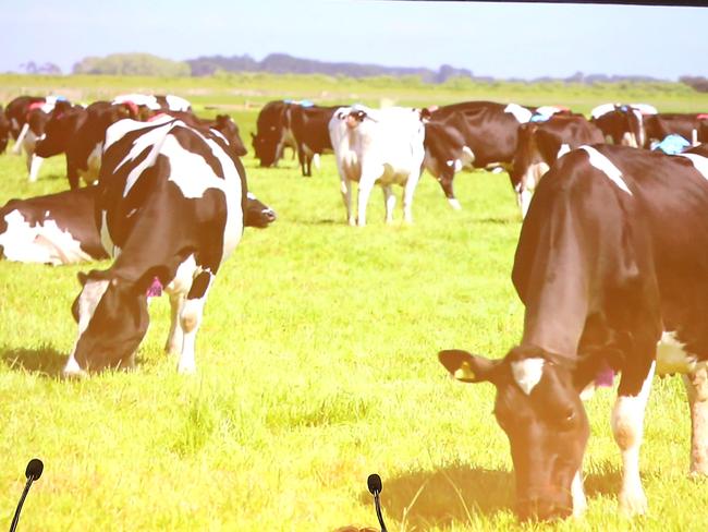 20/11/2018: CEO Jayne Hrdlicka & Chairman David Hearn at the a2 Milk AGM in Melbourne. Stuart McEvoy/The Australian.