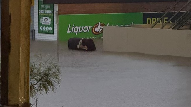 Cow at Taree Liquorland on Wednesday morning. Picture: Facebook/ Taiman James.