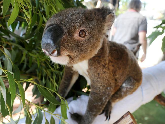 Bushfire victim, Paul the koala, is recuperating at the Port Macquarie Koala Hospital. Picture: Nathan Edwards