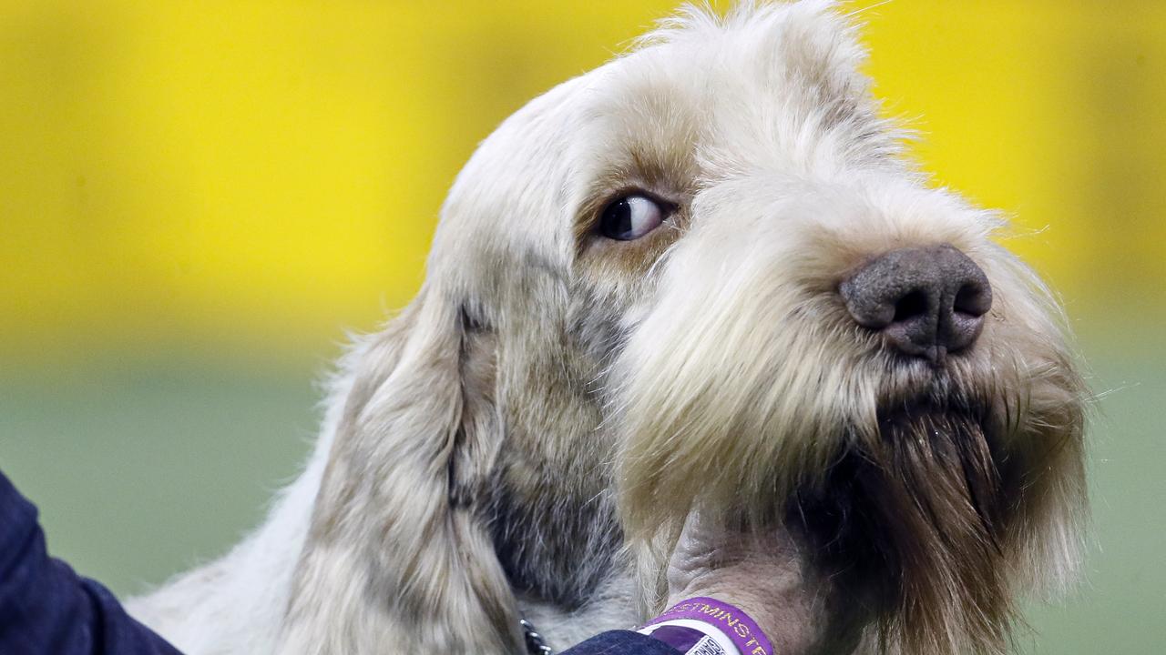 A Spinone Italiano. Picture: AP