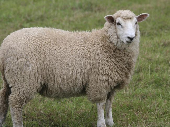 ‘Stressed’ student has sex with sheep