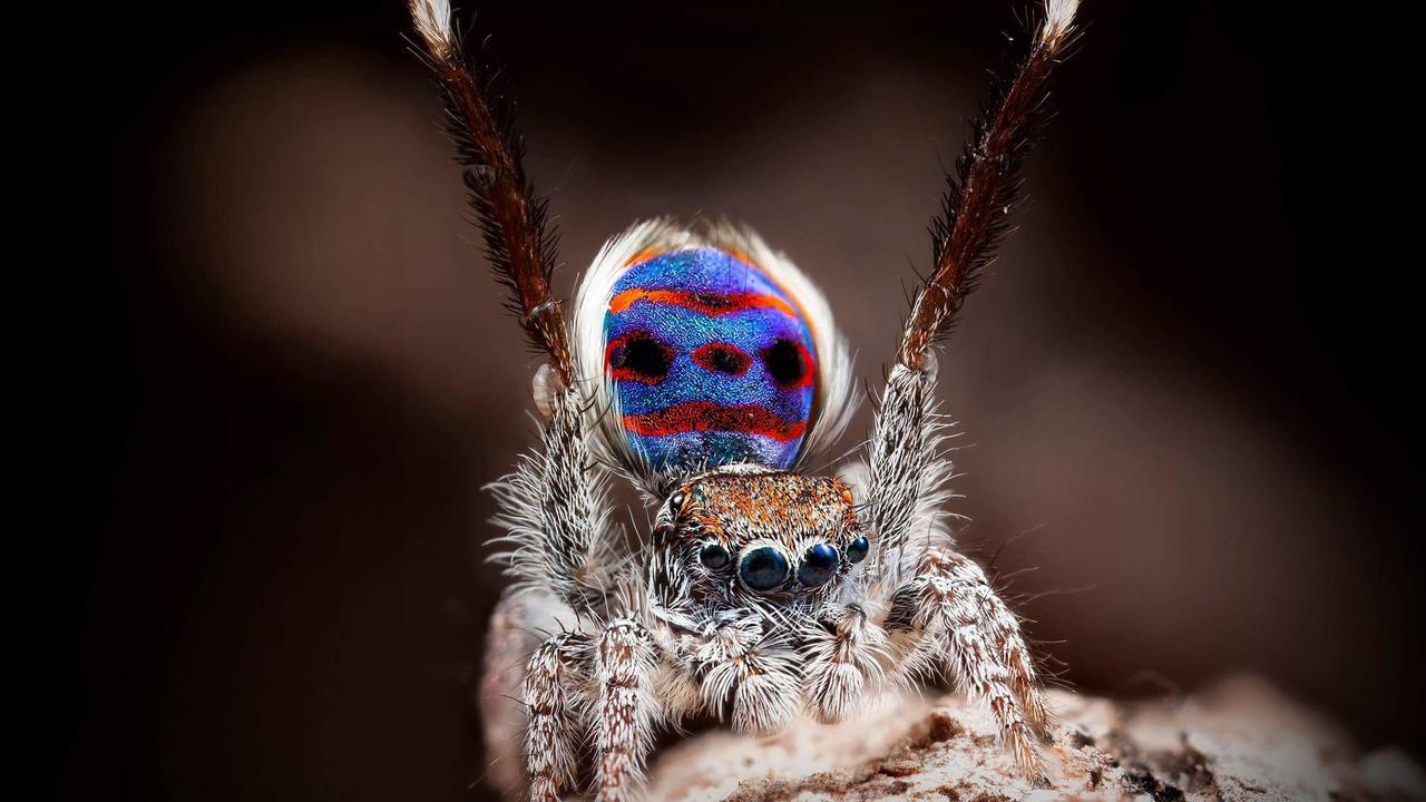 See Seven New Dazzling, Dancing Peacock Spiders, Smart News