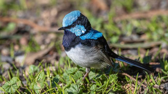 The number of superb fairywren (Malurus cyaneus) in the Mount Lofty Ranges has decreased over the past 20 years, Picture: Peter Day