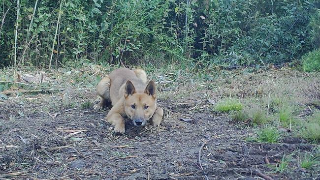 Farmers fear the Victoria’s prime lamb and wool industries will be put at risk if Animals Australia wins its latest legal bid to end dingo control in Eastern Victoria.