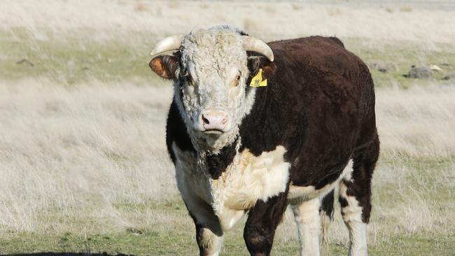 AN ELDERLY man has been taken to hospital after being gored by a bull in country Victoria. Picture: Mathew Farrell