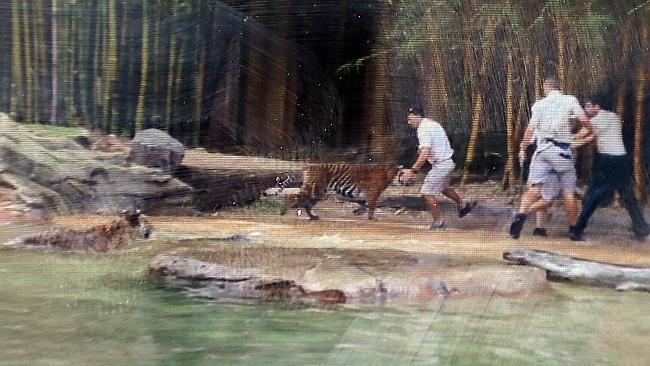 Still from Jake D'Olimpio's camera showing Australia Zoo tiger...