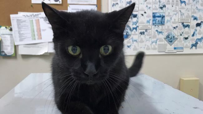 MAGICAL ENDING: The very friendly two-year-old Sabrina has found a loving home after being featured in the In The Doghouse column. Photo: Lismore City Council