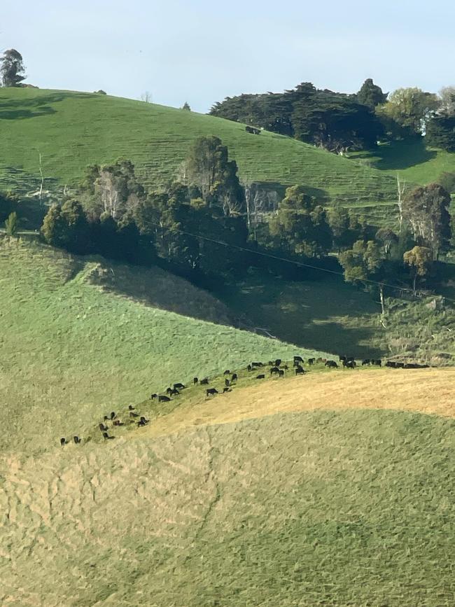 Glendalough Farm’s hills pose challenges for cattle, but a solution was to create narrow grazing strips using portable hot poly wire. Picture: Supplied