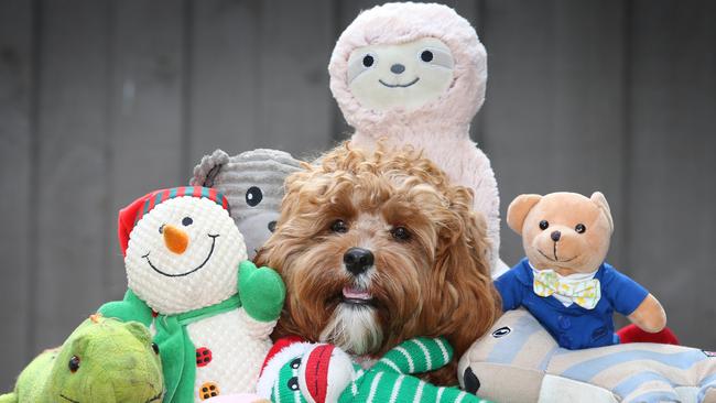 Luna the cavoodle plays with some of her soft toys. Picture: David Caird