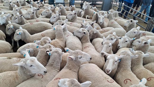 Crossbred ewes at Corowa sheep sale.