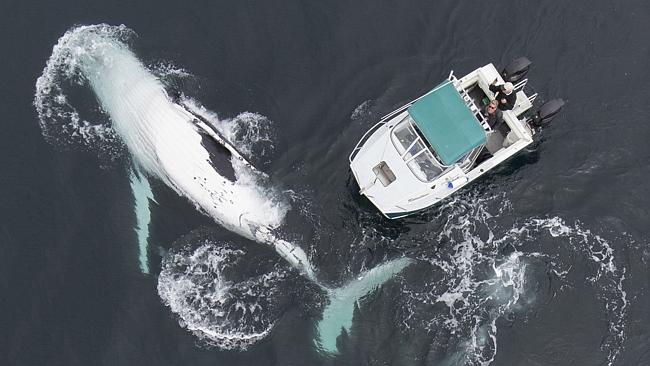 Whale Of A Time: Father And Son Use Drone To Capture Incredible Encounter With Two Humpback Whales