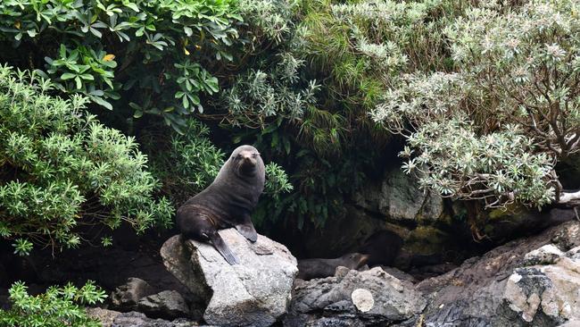 Seal at Dusky Sound Fiordland New Zealand