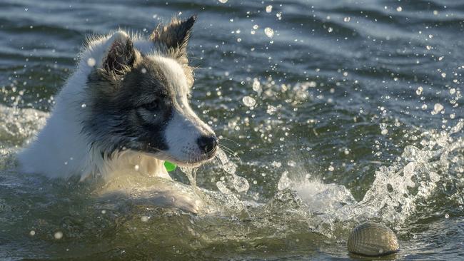 Fenrir the Yakutian Laika at Palm Beach off leash area. Picture: Glenn Campbell