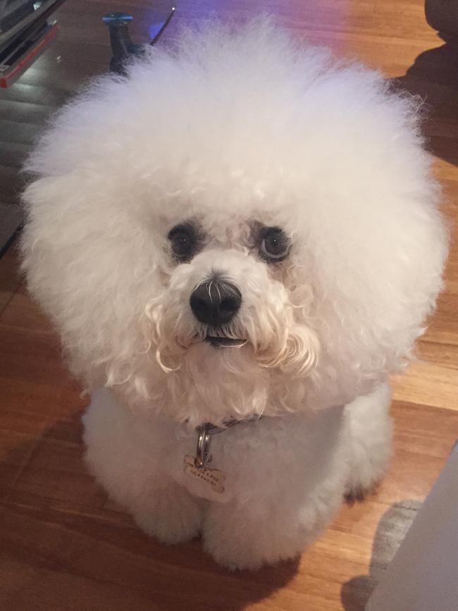 CHILLI: The 12-year-old bichon frise wins the award for best hair.