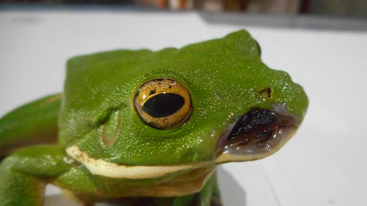 A post-surgery shot of the frog, sans tumour. Picture: (c) Pergolotti / Frog Safe, Inc.