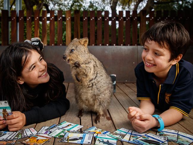 Finley (11) and Cohen (9) Howland playing the ANiMOZ Trading Card Game with Kinta the Quokka on August 11, 2020 at the Adelaide Zoo. Picture Matt Turner.