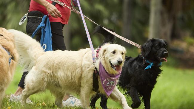 Million Paws Walk at Adelaide Botanic Gardens. Picture: Matt Loxton