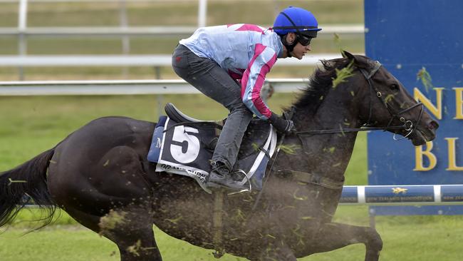 Azkadellia has been well backed to win the Coolmore Classic. Picture: Andrew Batsch