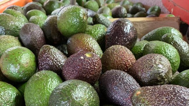 Avocado farmers have made significant investments because of Paradise Dam.