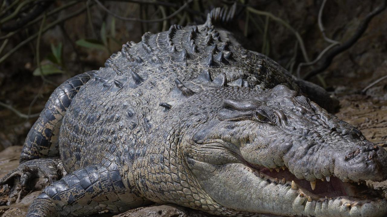 Far North Qld treehouse comes with crocodile tour permit