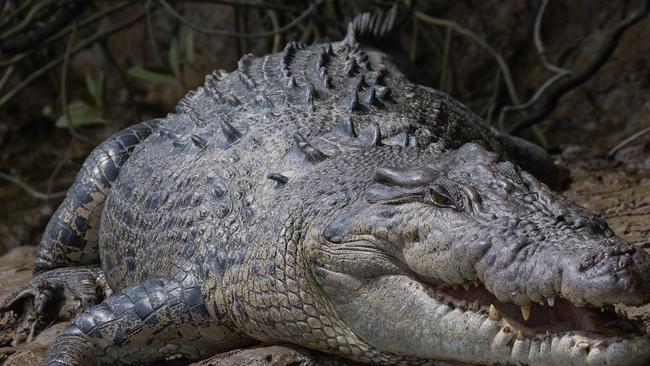 An estuarine crocodile on the banks of the Daintree River. Picture: David White