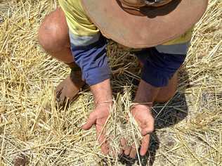 WE NEED RAIN: Benair peanut grower Trevor Campbell said the season had been one of the worst farmers had seen in recent times. Picture: Rhiannon Tuffield