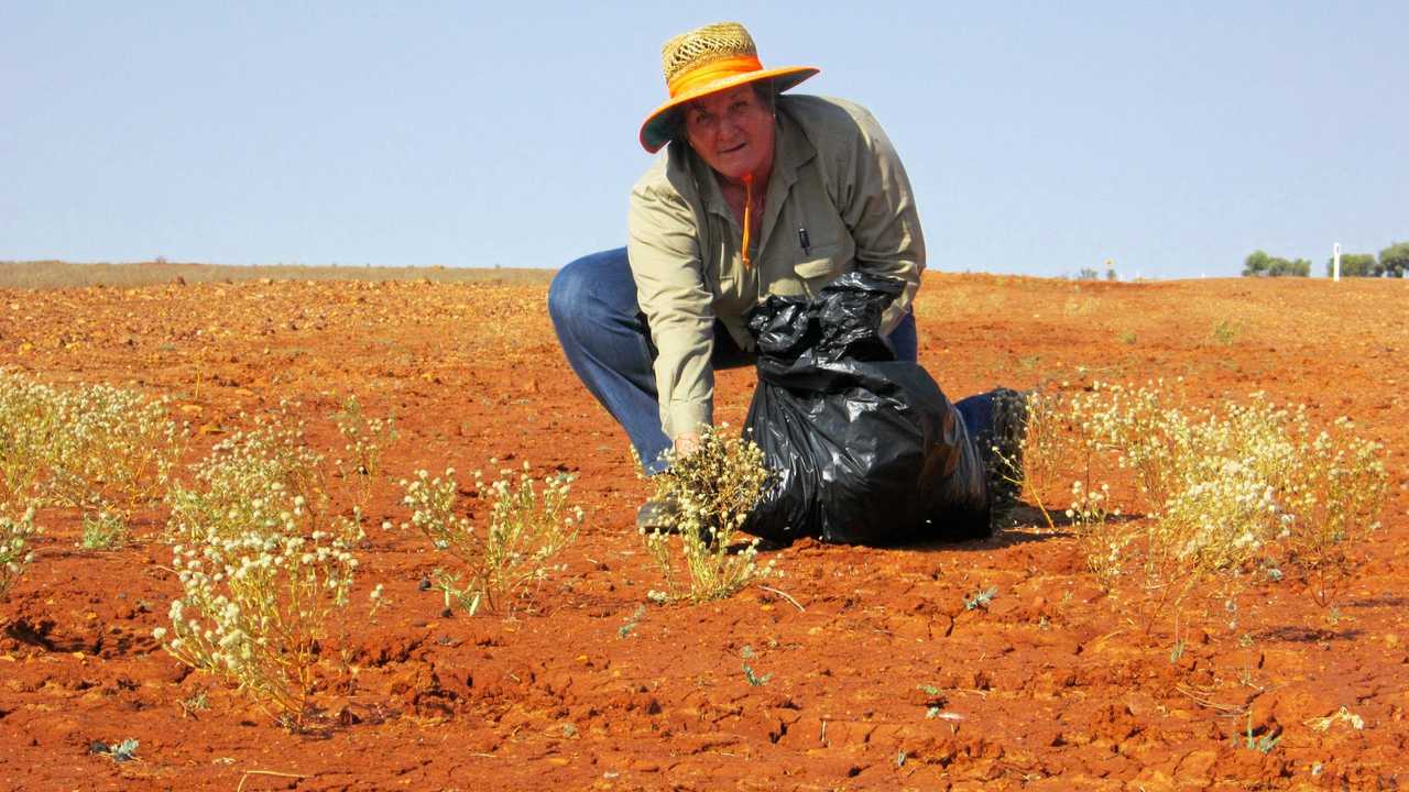 PIMELEA PROGRESS: Marie Vitelli collecting Pimelea for a research project. Picture: contributed