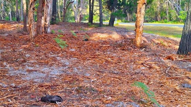 Wildlife volunteers on Straddie found the carcasses of 25 chickens, including a rooster. Tests are being conducted to find the cause. Pictures: Contributed